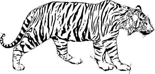 Image showing Sketch Illustration of Tyger