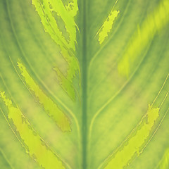 Image showing Green leaf