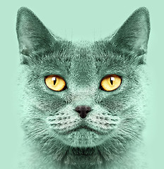 Image showing British short hair cat 