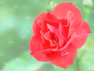 Image showing Wet tender red rose flower with rain drops
