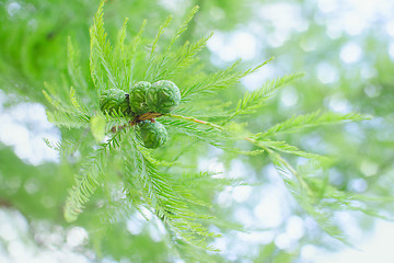 Image showing Sunlit pastel cypress branch with lush foliage and green cones