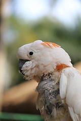 Image showing Beautiful white cockatoo 