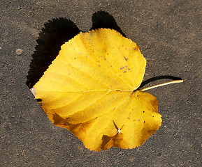 Image showing yellow leaf