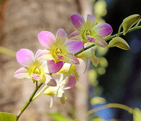 Image showing Beautiful flower orchid 