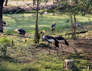 Image showing Crowned Crane