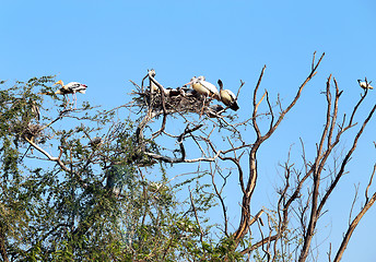 Image showing Pelicans sitting