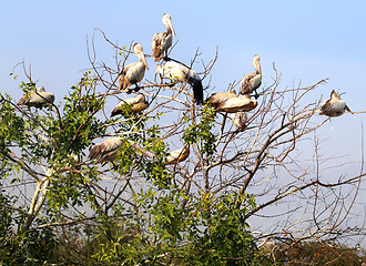 Image showing Pelicans sitting