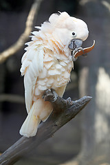 Image showing Beautiful white cockatoo 