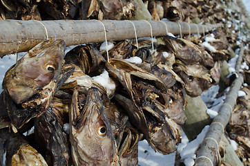 Image showing Heads of cod hanging to dry