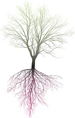 Image showing Bare deciduous tree with roots