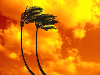 Image showing Palm trees on the red sky