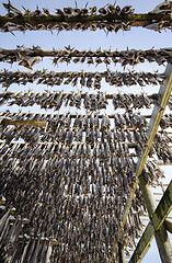 Image showing A flake for drying fish