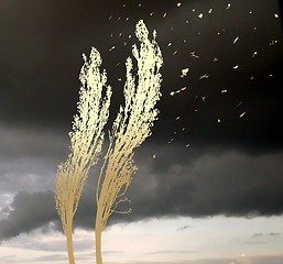 Image showing Poplars in the storm