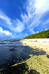 Image showing the zanzibar beach  seaweed in indian     sand isle   sky    roc