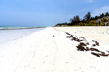 Image showing seaweed beach   in zanzibar   