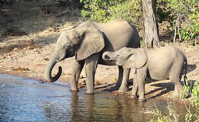 Image showing Elephants in Botswana