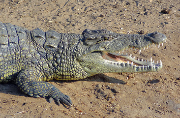 Image showing african crocodile