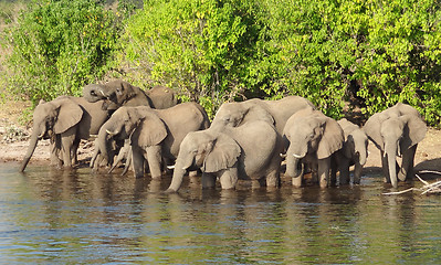 Image showing group of Elephants in Botswana