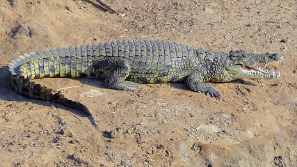 Image showing african crocodile