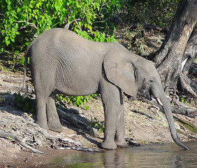 Image showing Elephant in Botswana