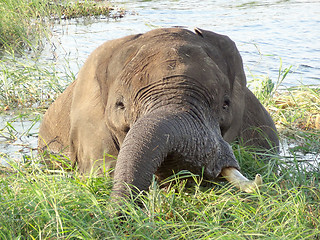 Image showing Elephant in Botswana