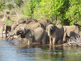 Image showing group of Elephants in Botswana