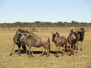 Image showing Wildebeests