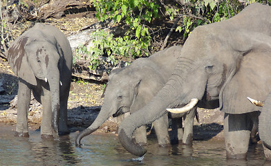 Image showing group of Elephants in Botswana