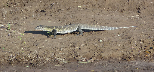 Image showing Nile monitor