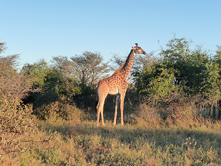 Image showing giraffe at evening time