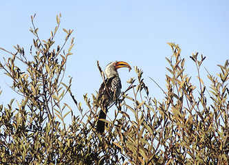 Image showing Southern yellow-billed hornbill