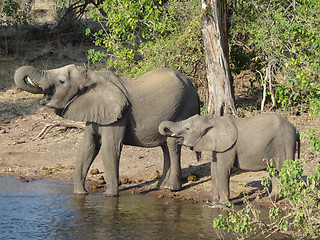Image showing Elephants in Botswana