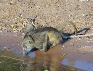 Image showing drinking baboon