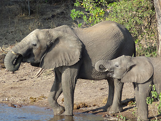 Image showing Elephants in Botswana