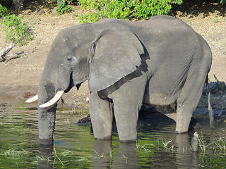 Image showing Elephant in Botswana