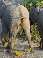 Image showing crapping elephant