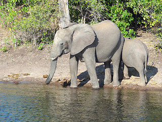 Image showing Elephants in Botswana