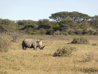 Image showing White rhinoceros