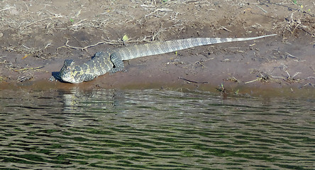 Image showing Nile monitor