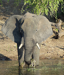 Image showing Elephant in Botswana