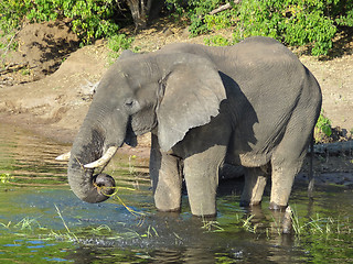 Image showing Elephant in Botswana