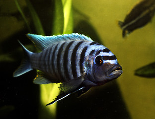 Image showing Metriaclima Estherae male.