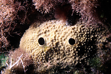 Image showing Sponge with two big eyes.