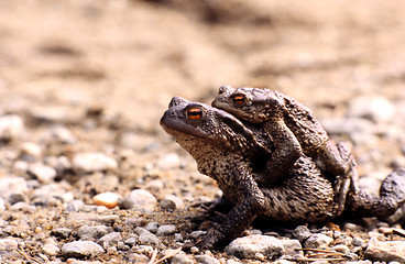 Image showing Pair of Common Toads. Bufo Bufo.