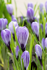 Image showing Purple Crocus.