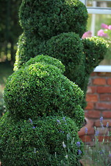 Image showing green bear topiary