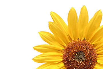 Image showing sunflower over white