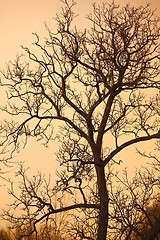 Image showing Bare trees