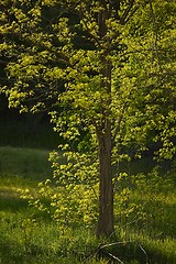 Image showing Green Tree