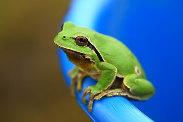 Image showing Green Tree Frog